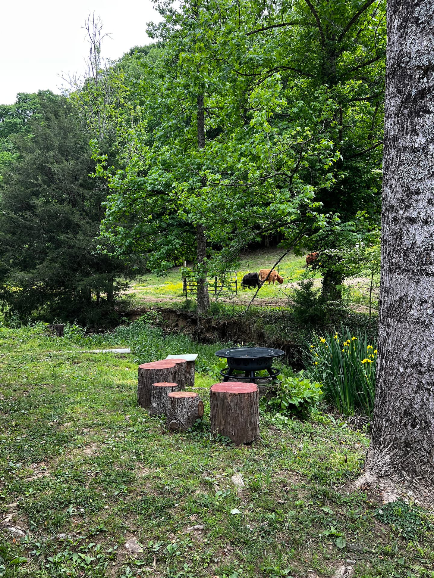 Firepit ring by the stream surrounded by log stools