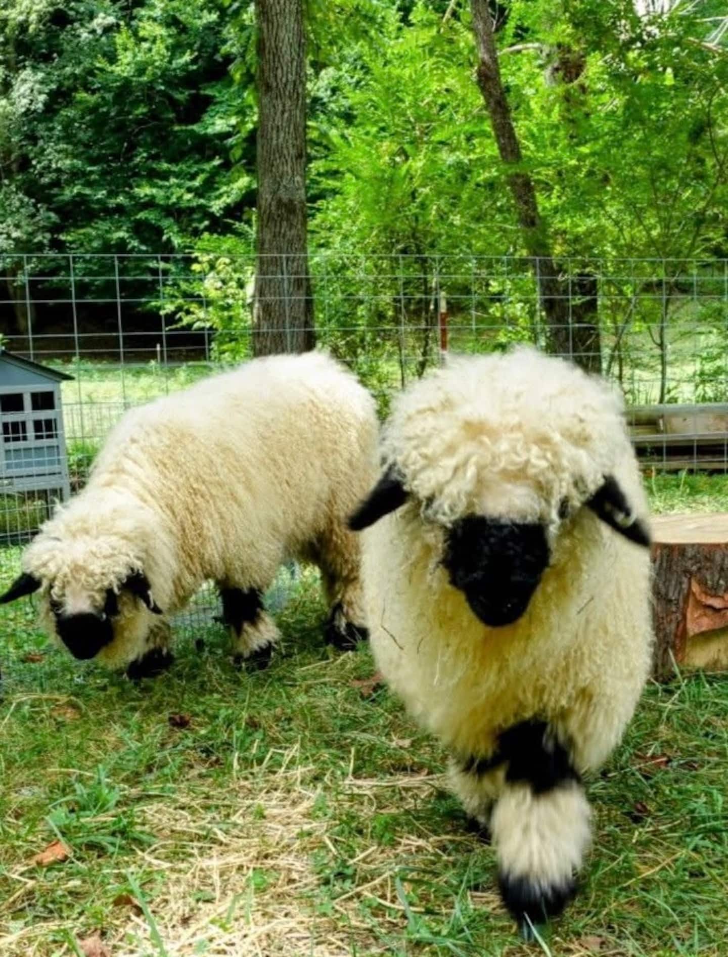 Two Valais Blacknose sheep in the grass
